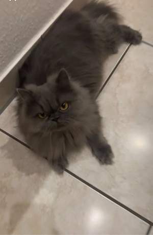 Liebevolle Hauskatze sucht ein neues Zuhause