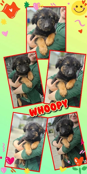bezauberndes Welpemädchen "Whoopy" sucht ein liebevolles Zuhause