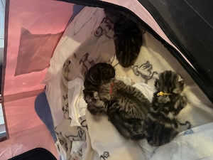 Rasse mix kitten abzugeben  Bild 2