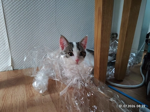 Junger Kater sucht Zuhause