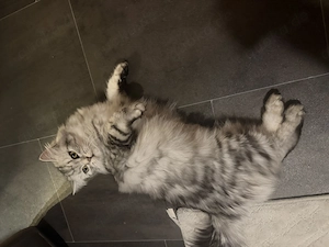 Rasse mix kitten abzugeben  Bild 3