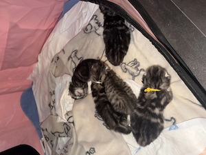Rasse mix kitten abzugeben 