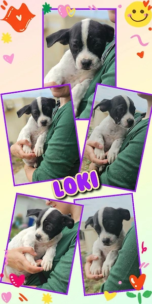 kleiner, wunderschöner Welpenjunge "Loki" sucht ein liebevolles Zuhause