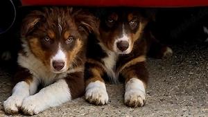 Australian shepherd welpen 