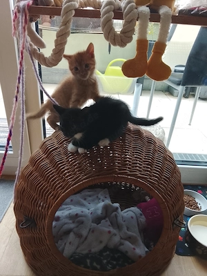 Kinderkatzen suchen ein Zuhause 