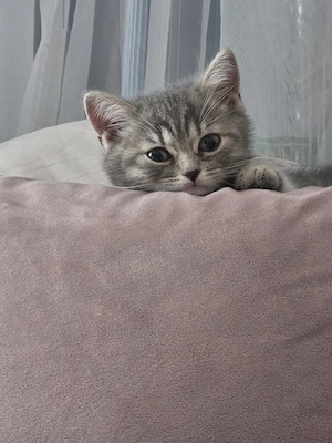 BKH Katze Abgabebereit