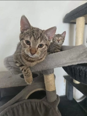    Zwei junge Katzen suchen gemeinsam ein liebevolles Zuhause   