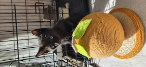 Siam-Mix Kitten suchen Zuhause ab 8. Woche