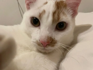 Katzen   Kätzchen abzugeben 
