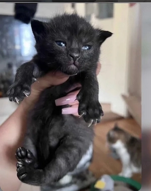 Schwarze Main coon mix kitten mänlich in Ulm 