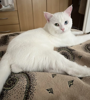 Kater sucht Katzendame