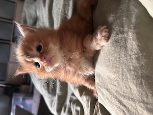 Maine Coon Kitten 