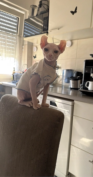 Sphynx kitten weiblinchen