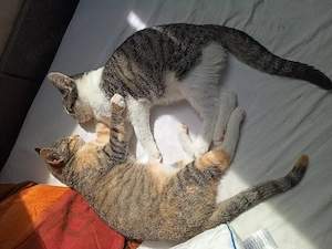 Kätzchen abzugeben  Bild 3