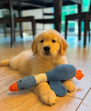 Charming Golden Retriever Welpen