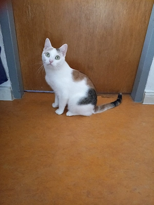 Katze, weiblich, 2 Jahre alt 