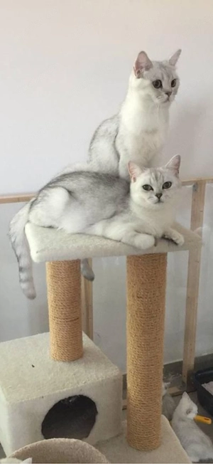 2 BKH Katzen Geschwister