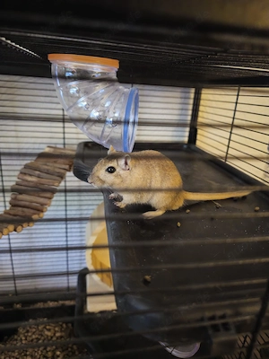 Rennmaus Pärchen suchen neues Zuhause 