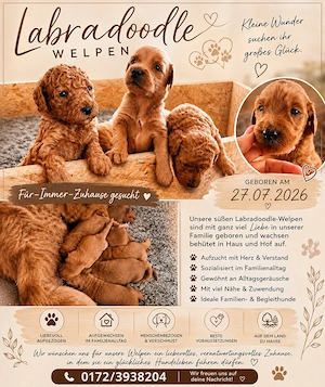 Labradoodle f1b welpen