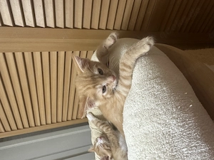 Kleine süße Katerchen Kitten abzugeben