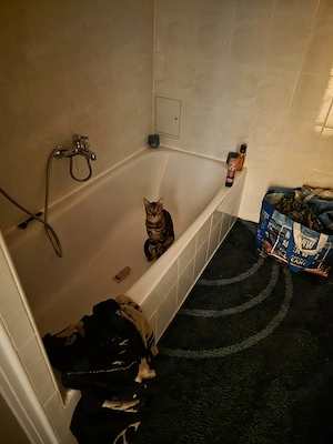 Felix sucht ein wunderschönes zuhause 