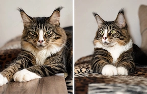 Reinrassige Maine Coon Katze