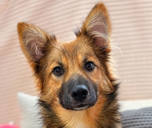 Benji - Harzer Mix sucht dich!