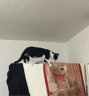 Liebe katze 