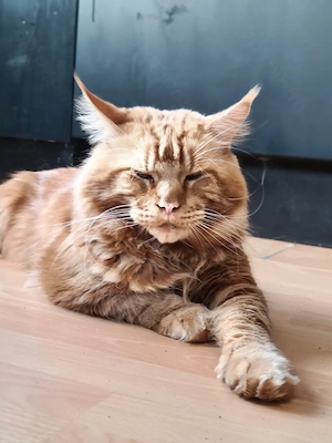 Main Coon Deckkater XL