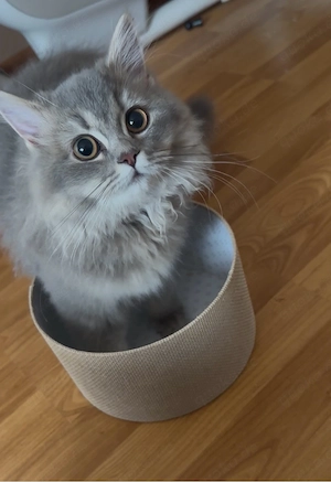 Blh Kitten 