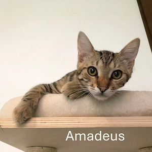 Amadeus - Mozart auf Zuhausesuche Bild 8