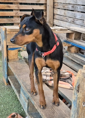 Tanque - freundlicher Pinscher sucht sein Körbchen