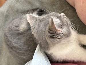 Kleine BKH Maus 