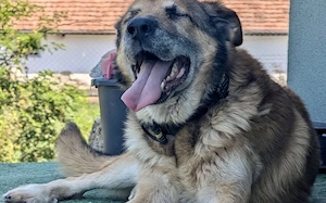 Harry wundervoller älterer Rüde Bild 2