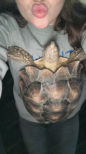 2 Spornschildkröten sichen neues Zuhause Bild 4