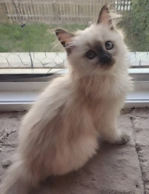 Süßes Ragdoll-Mädchen sucht Herzenszuhause!