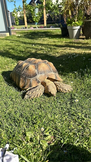 2 Spornschildkröten sichen neues Zuhause Bild 5