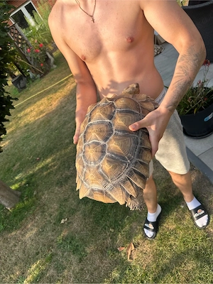 2 Spornschildkröten sichen neues Zuhause Bild 2