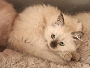 Süßes Ragdoll-Mädchen sucht neues Zuhause