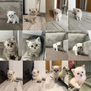 Bkh Kitten