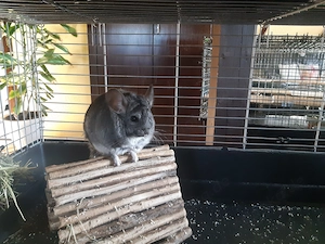 Chinchillaweibchen 1und 2 Jahre alt  Bild 2