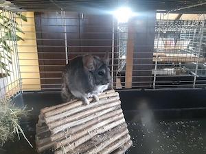 Chinchillaweibchen 1und 2 Jahre alt 