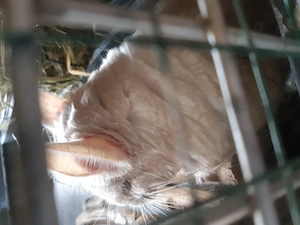 Chinchillas 1und 2 Jahre alt 