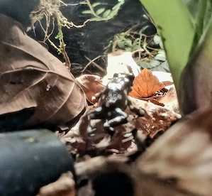 Epidobates Mysteriosus