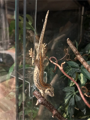 Höckerkopfgecko Weibchen