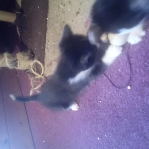 Kätzchen, Mixkätzchen, Katze  Bild 3