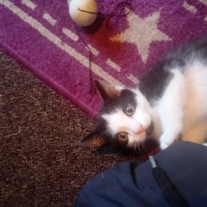 Kätzchen, Mixkätzchen, Katze  Bild 10