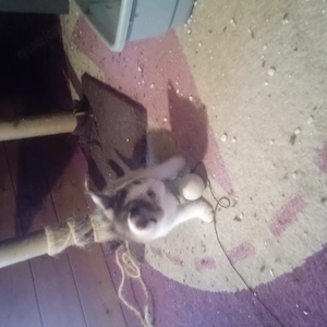 Kätzchen, Mixkätzchen, Katze  Bild 5