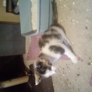 Kätzchen, Mixkätzchen, Katze  Bild 8