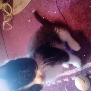Kätzchen, Mixkätzchen, Katze  Bild 4